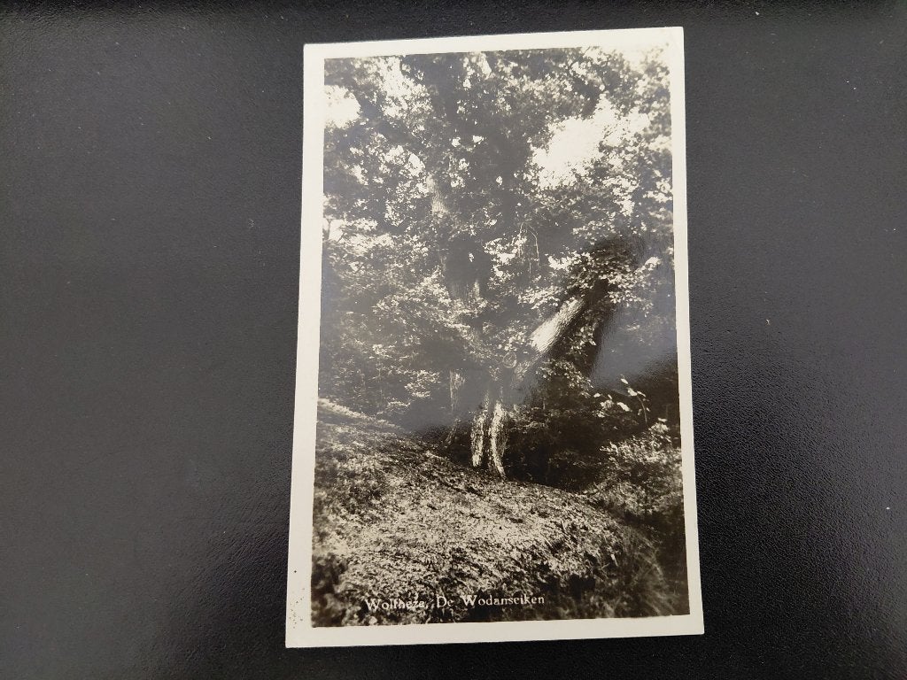 Wolfheze, De Wodanseiken, gelopen, 1955., Verzenden, 1940 tot 1960, Gelopen, Natuur