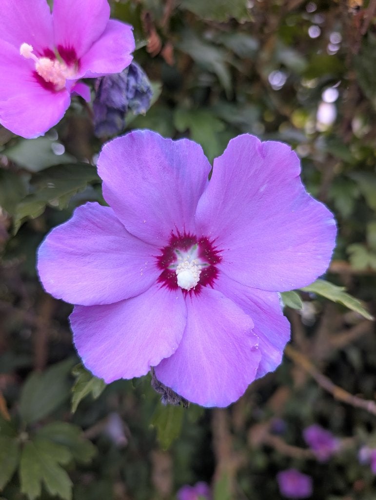 Hibiscus, Overige soorten, Volle zon, Vaste plant, Ophalen of Verzenden