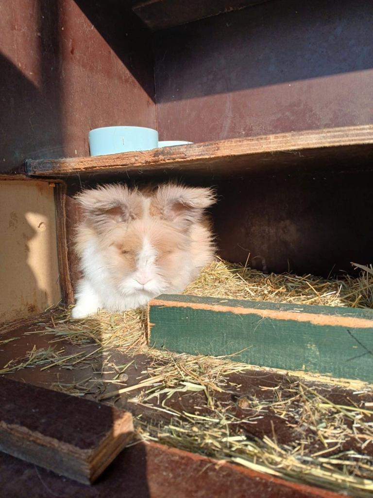 Teddy rammetje konijn 2 jaar gecastreerd, Dieren en Toebehoren, Knaagdieren, Mannelijk, Mei, Overige typen, Tam
