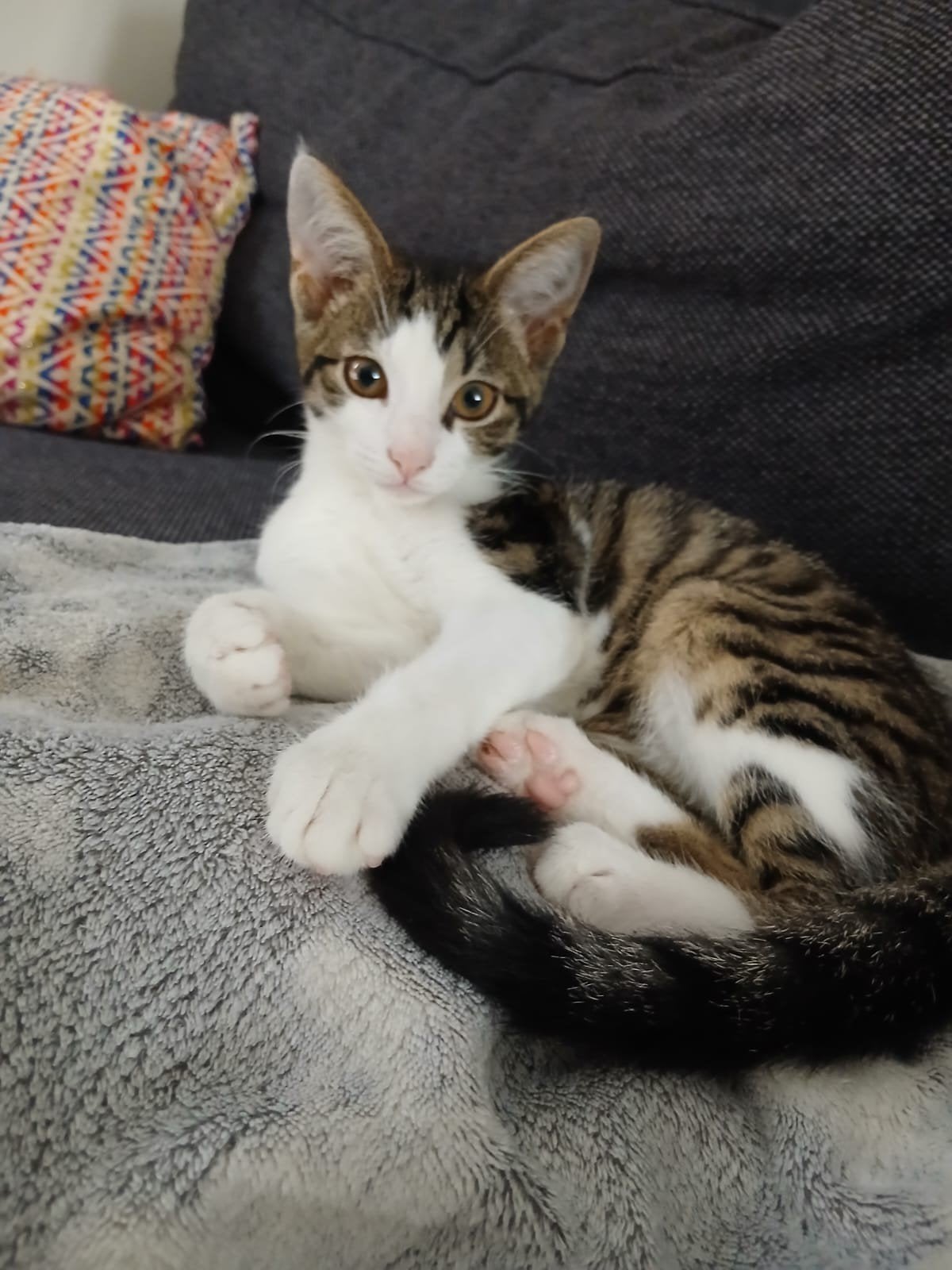 kitten, Dieren en Toebehoren, Poes, Ontwormd