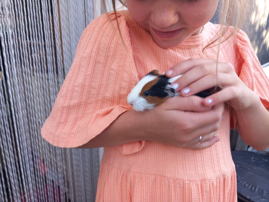 Cavias, Dieren en Toebehoren, Knaagdieren, Cavia, Juli, Vrouwelijk, Tam