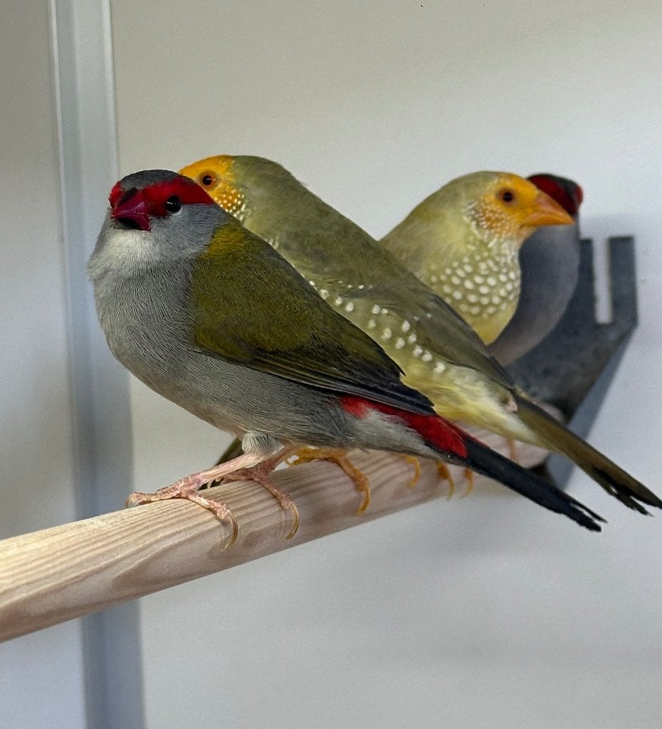 Dornastrilde man, Dieren en Toebehoren, Vogels | Overige Vogels, Mannelijk