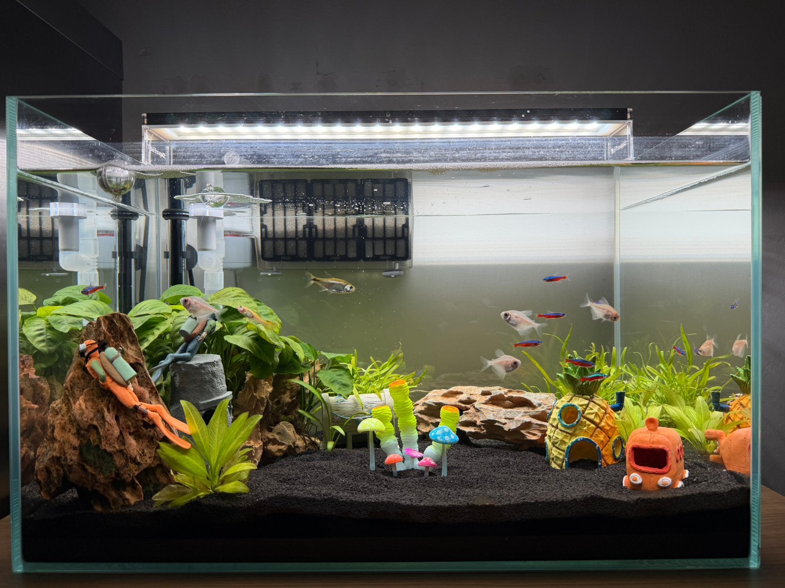 Aquarium - 90 liter (Incl. Vissen en Planten), Ophalen, Superfish, Inclusief vissen, Gevuld zoetwateraquarium