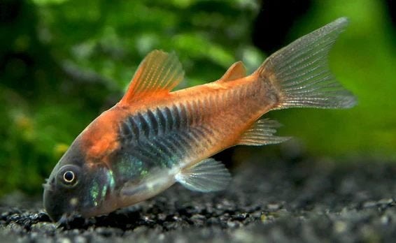 Corydoras Venezuela Orange, Vis, Zoetwatervis, Schoolvis