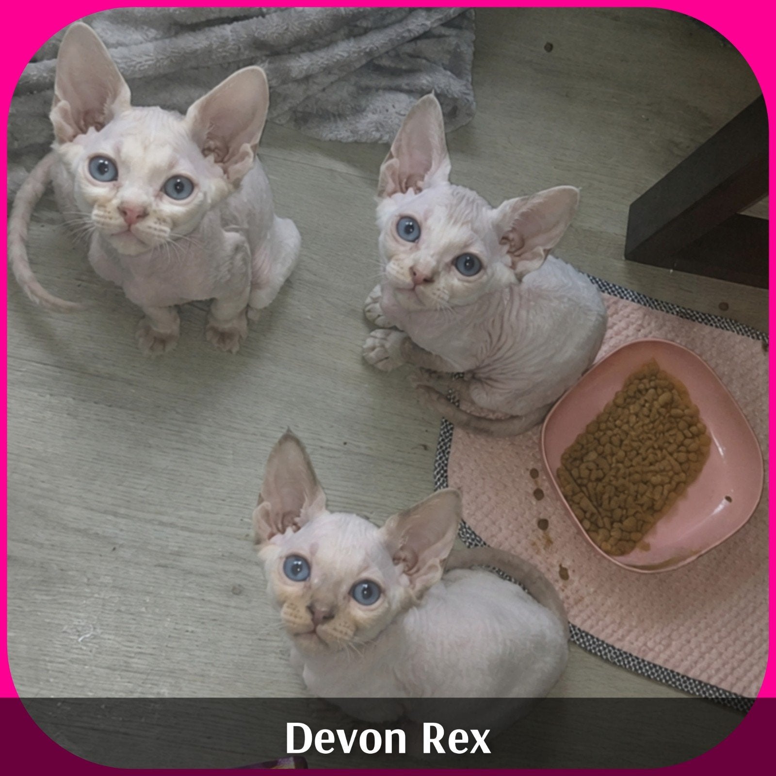 Devon Rex 3 Kittens ~ Reservering mogelijk! 🏠17 juli, Dieren en Toebehoren, Meerdere dieren, Gechipt, 0 tot 2 jaar