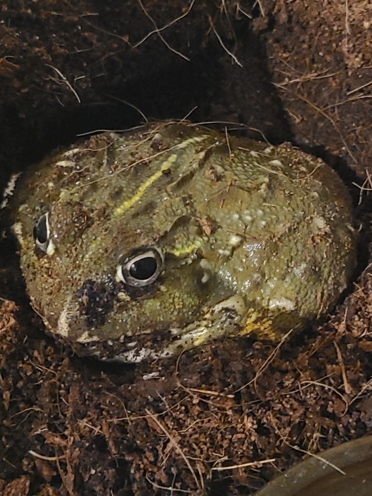 Afrikaanse stierkikker (dwerf), Dieren en Toebehoren, Reptielen en Amfibieën, Schildpad, 0 tot 2 jaar
