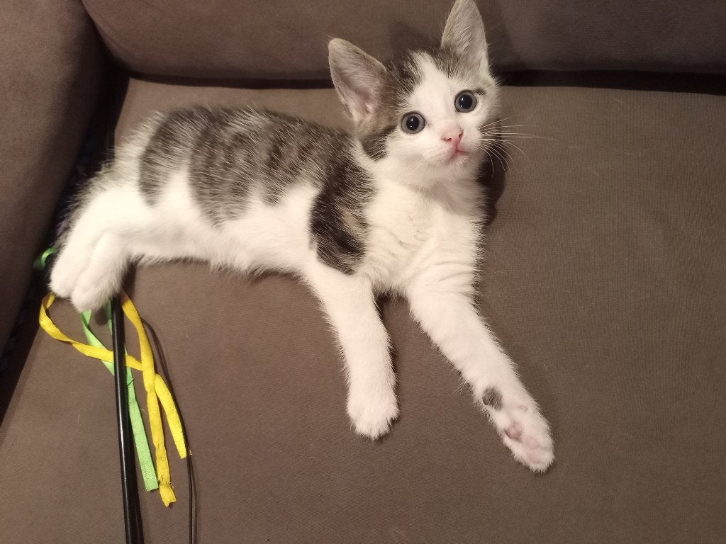 Kittens zoeken 'eigen mens', Meerdere dieren, Kortharig, 0 tot 2 jaar