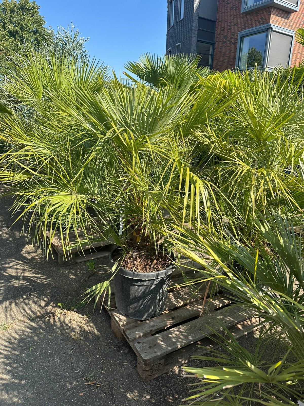 Chamearops palmen. UITVERKOOP 50% korting, 100 tot 250 cm, Zomer, Palmboom, Ophalen