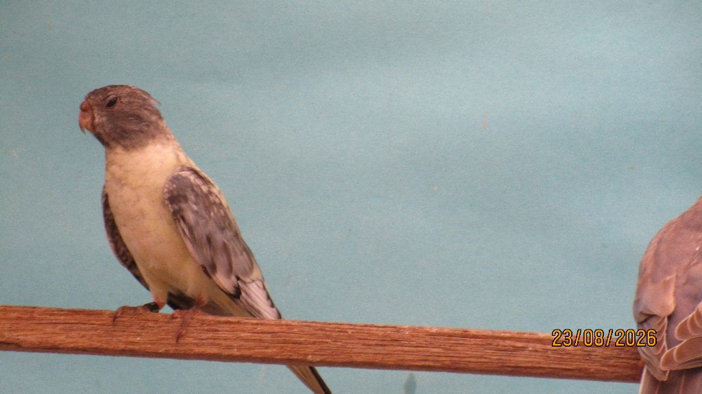 splendid parkieten, Meerdere dieren, Parkiet