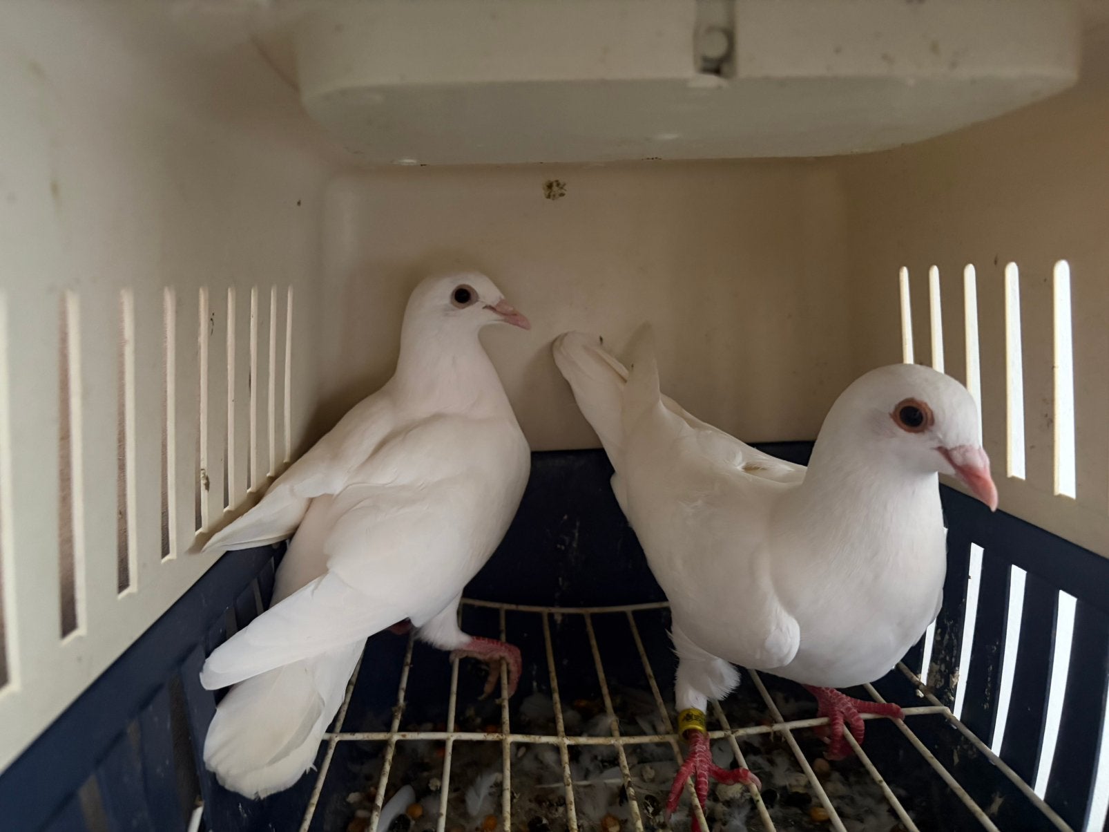 Witte postduiven, Meerdere dieren, Postduif