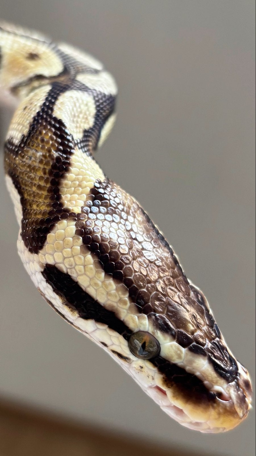 Komingspython Ball Python - female for sale from Di