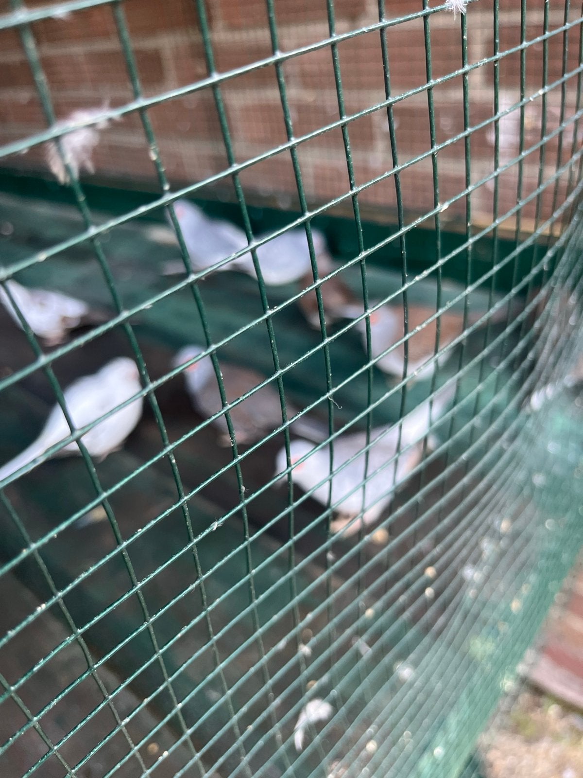 Diamand duiven, Dieren en Toebehoren, Meerdere dieren