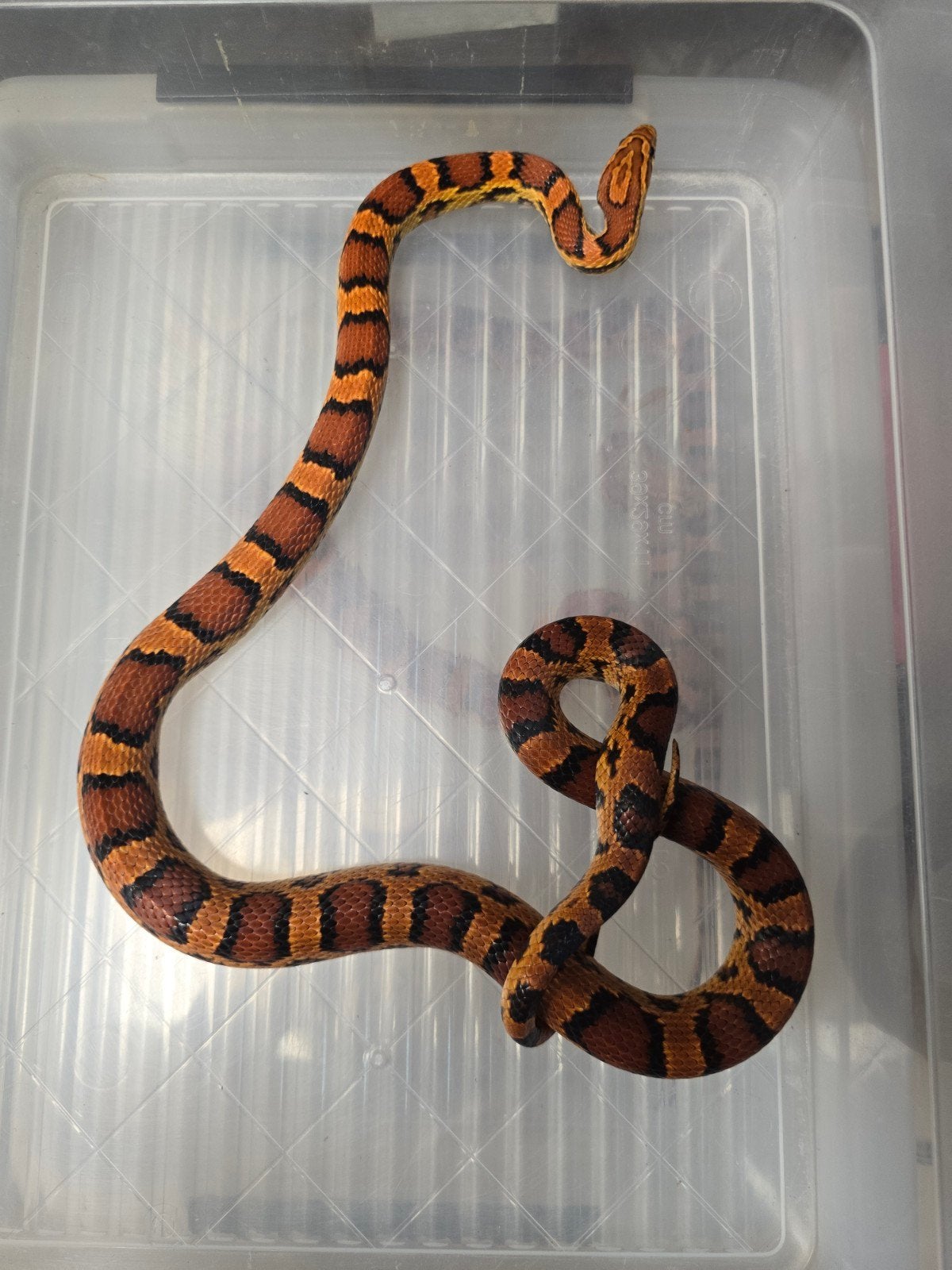 Twee prachtige rode rattenslangen Okeetee (Pantherophis gutt, Slang, 0 tot 2 jaar