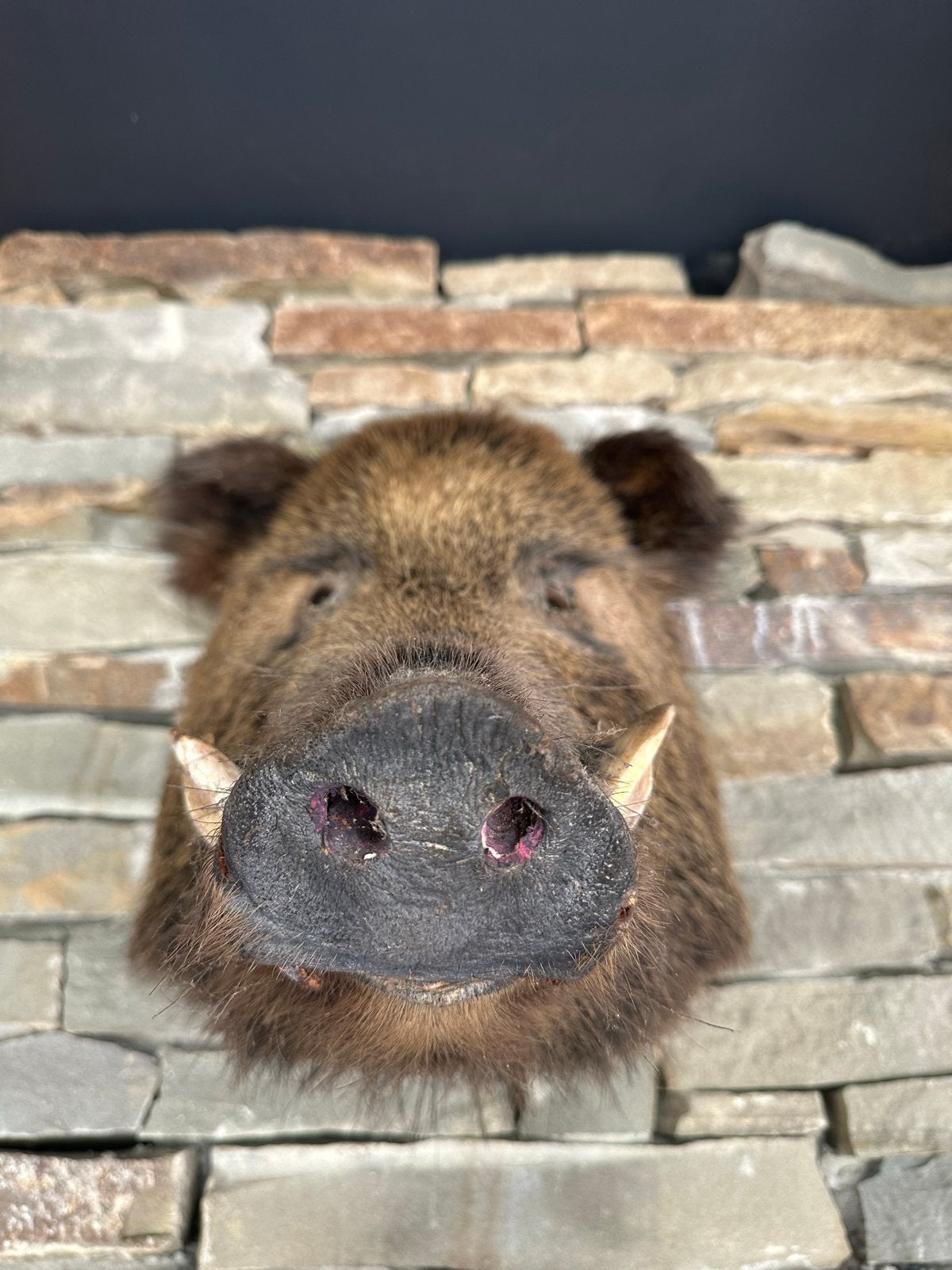 Opgezette Wild zwijn kop - Taxidermie, Ophalen of Verzenden, Gebruikt