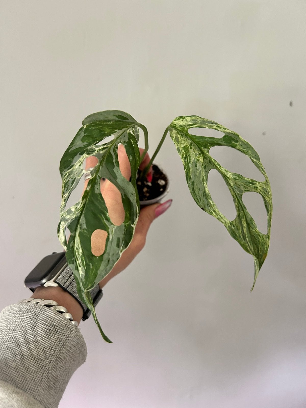 Monstera Indonesian Marble - Zeldzame Variegata, Ophalen of Verzenden, Halfschaduw, Minder dan 100 cm