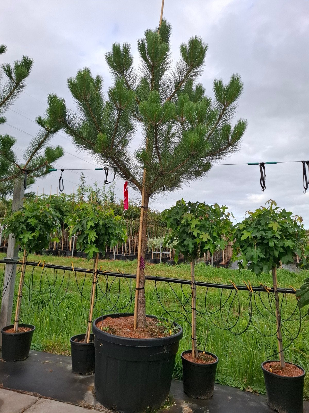Pinus nigra , zwarte den , 400 cm, Tuin en Terras, Planten | Bomen, Ophalen of Verzenden, Volle zon, Overige soorten, 250 tot 400 cm