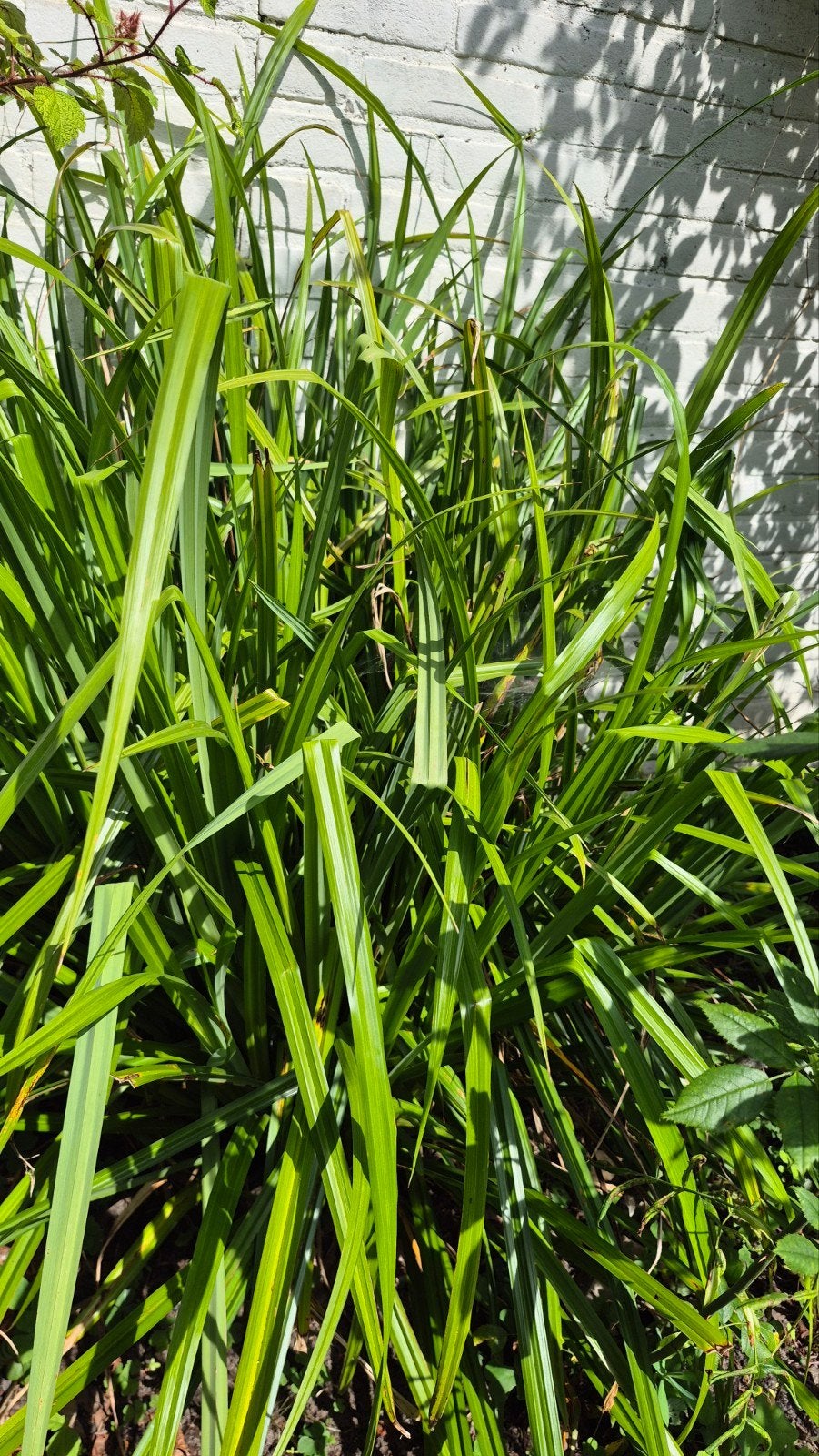 Tuinplant | siergras | Carex pendula, hangende zegge, Ophalen, Vaste plant, Siergrassen, Halfschaduw
