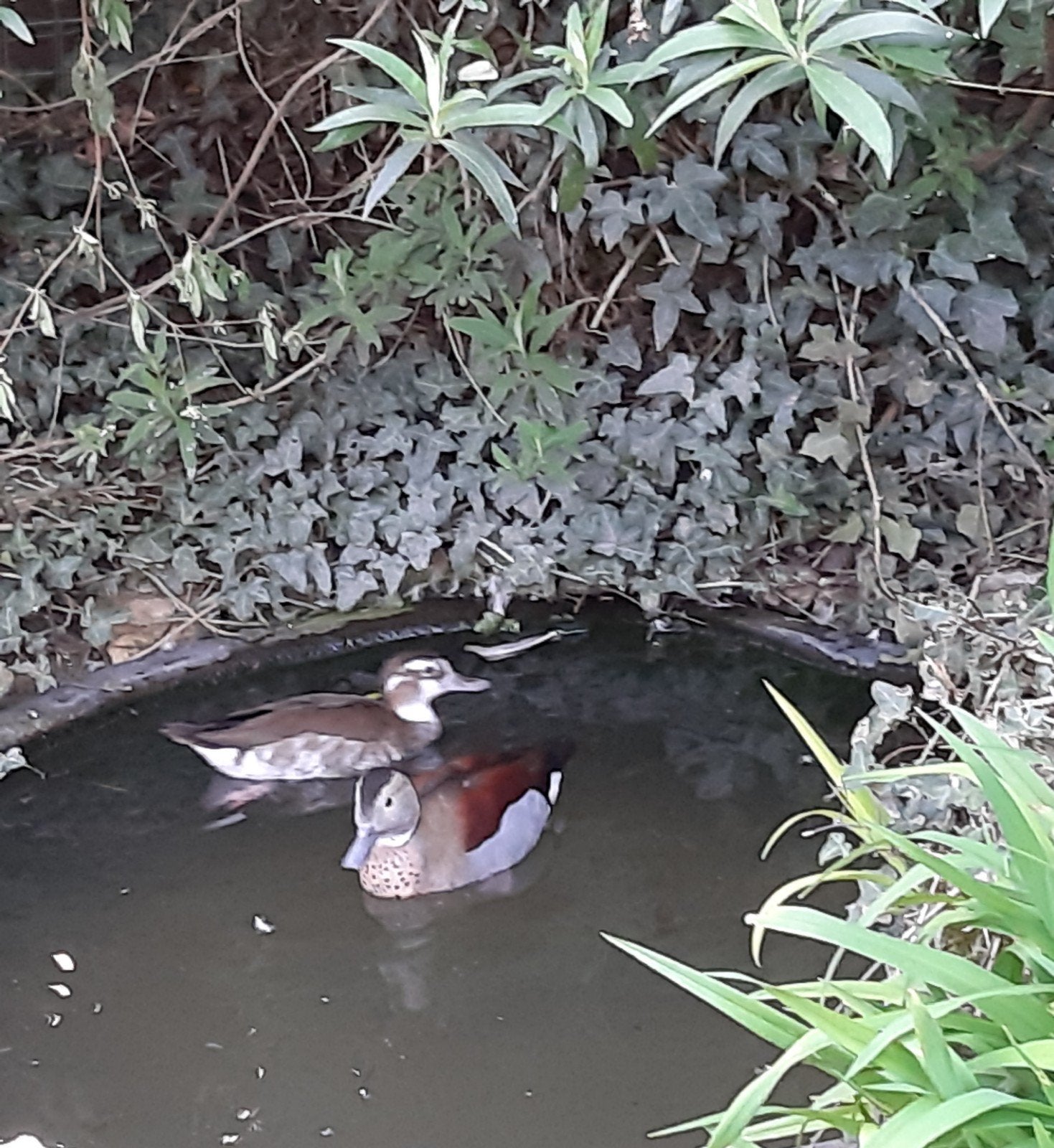 diverse soorten sier eenden en ganzen, zie advertentie., Dieren en Toebehoren, Meerdere dieren, Eend