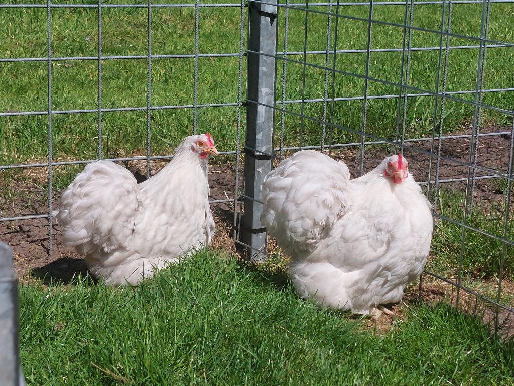 Twee Cochin kriel hennetjes, Dieren en Toebehoren, Pluimvee, Vrouwelijk, Kip