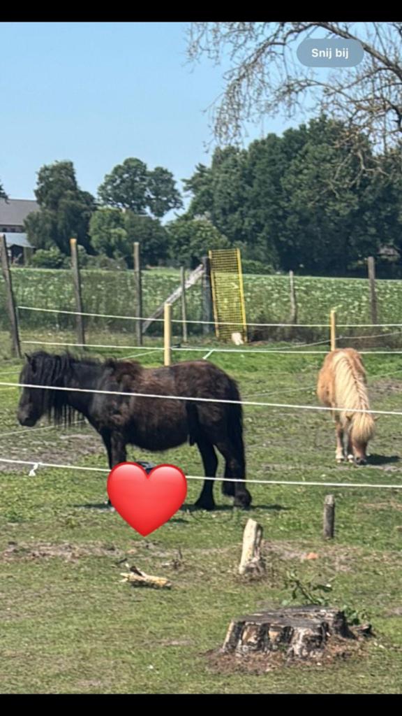 Shetlander hengst KOOP, Hengst