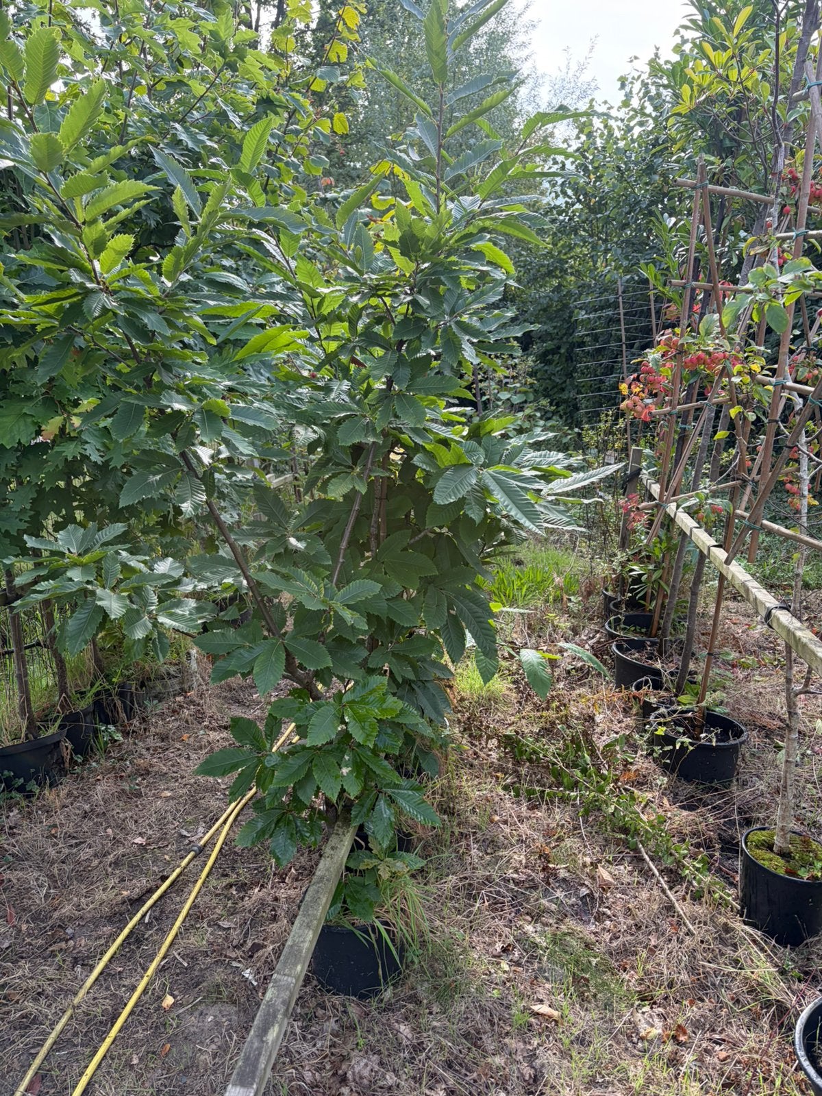 Tamme castanje 4 x biologisch gekweekca 2 meter € 29,99 pst, 100 tot 250 cm, Volle zon, In pot, Overige soorten