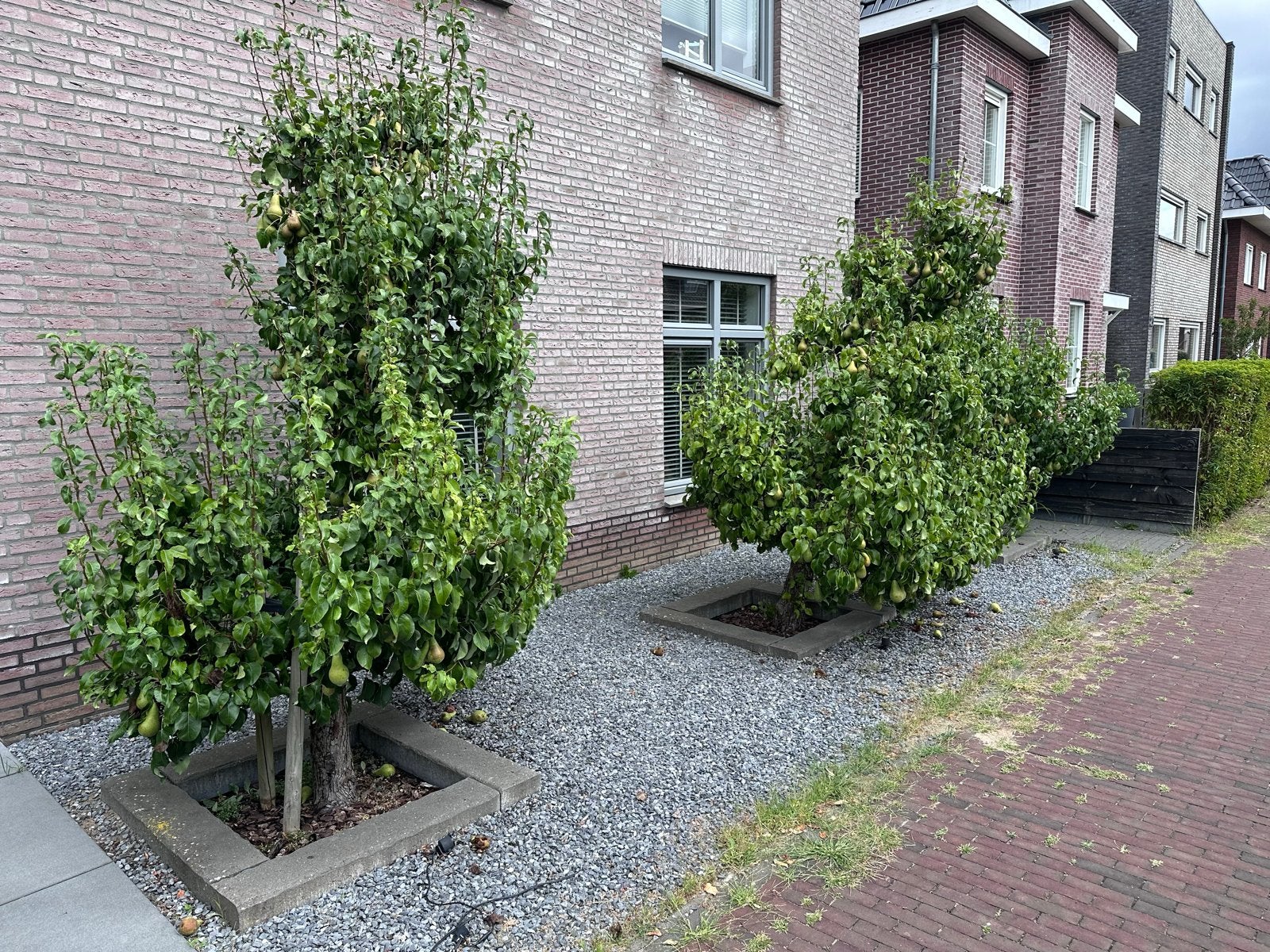 3 Oude Perenbomen gratis af te halen (zelf uitgraven), Ophalen, Lente, Volle zon, Perenboom