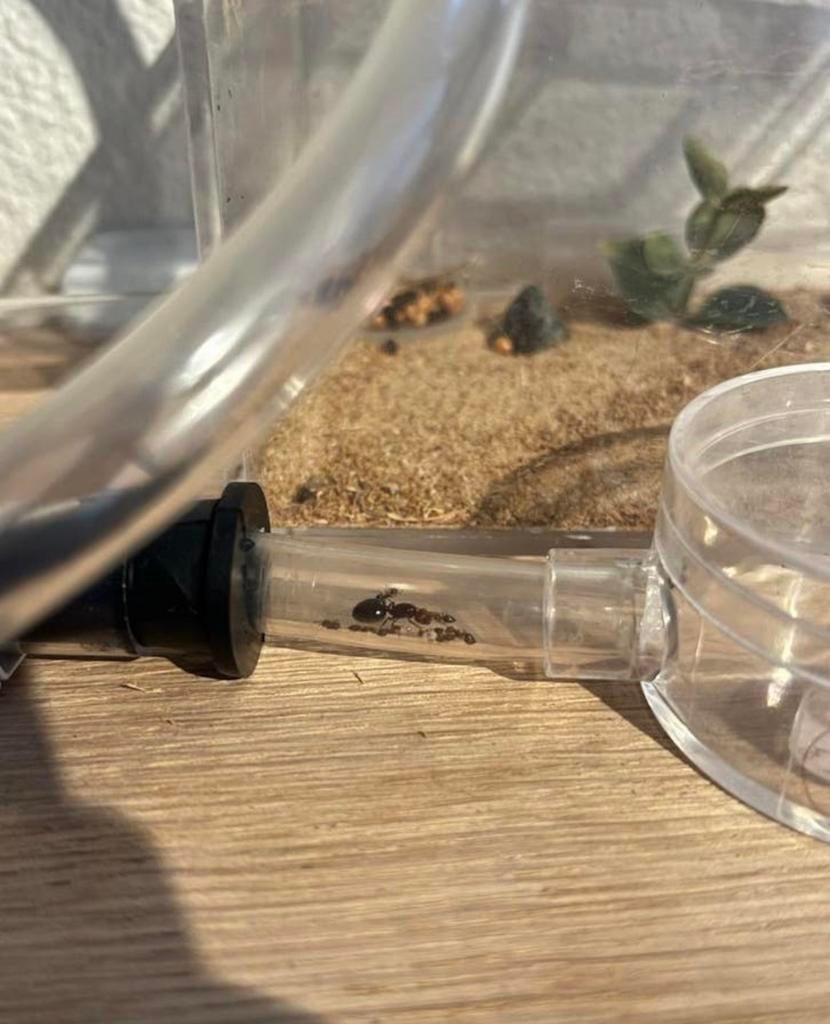 Crematogaster scutellaris, Ophalen of Verzenden, Zo goed als nieuw, Overige typen