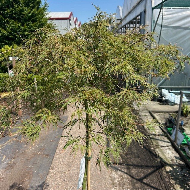Japanse Esdoorn of Acer in diverse soorten, Tuin en Terras, Ophalen of Verzenden, In pot, Minder dan 100 cm