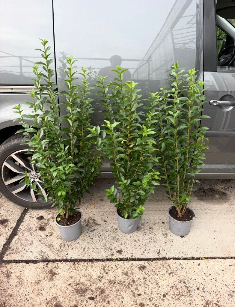 mooie Ligustrum groenblijvende liguster ovalifolium, Ophalen of Verzenden, Liguster, Haag, Minder dan 100 cm