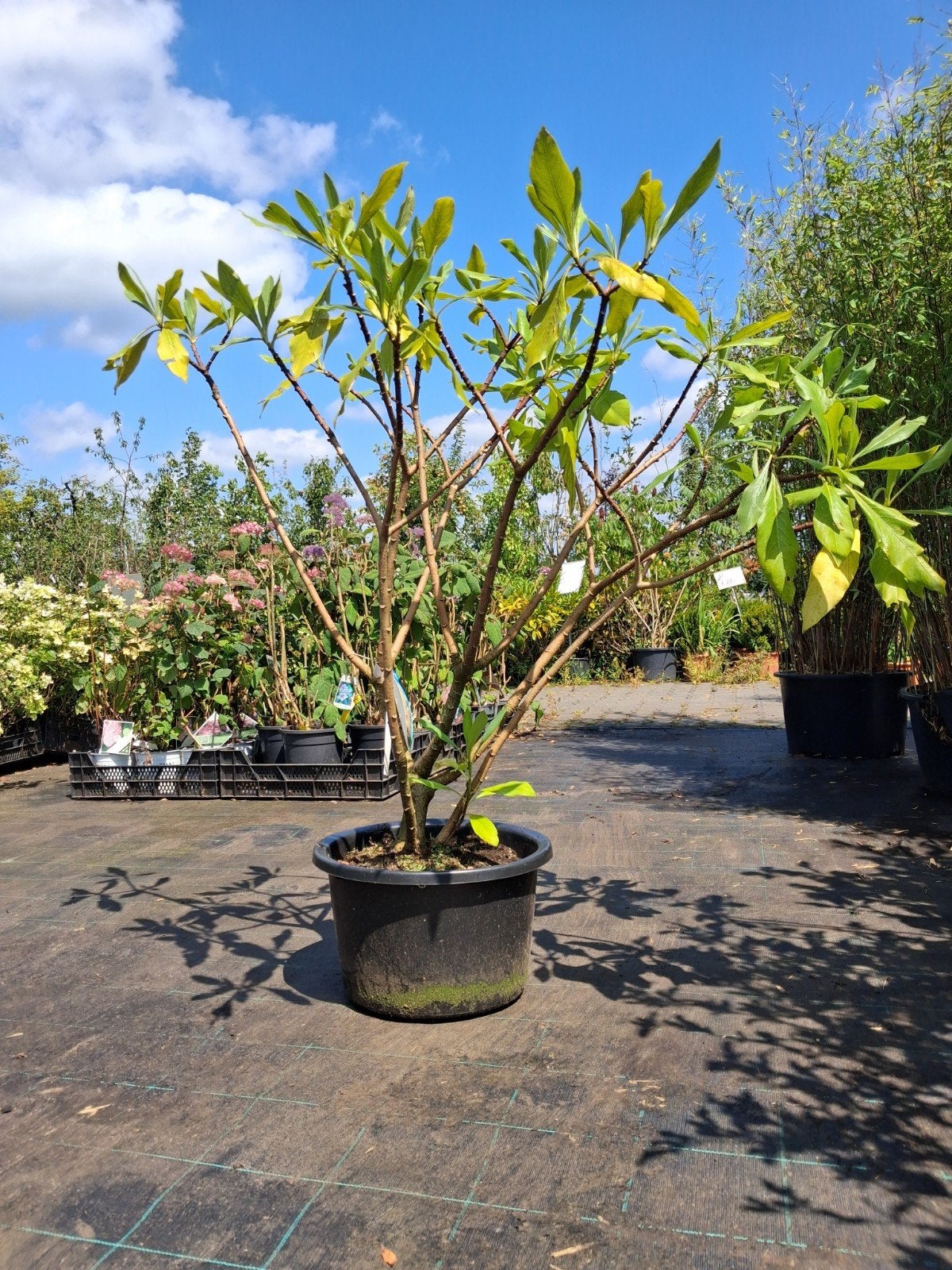 Edgeworthia chrysantha 'Grandiflora' - Papierstruik, Overige soorten, Vaste plant, Ophalen of Verzenden, Halfschaduw