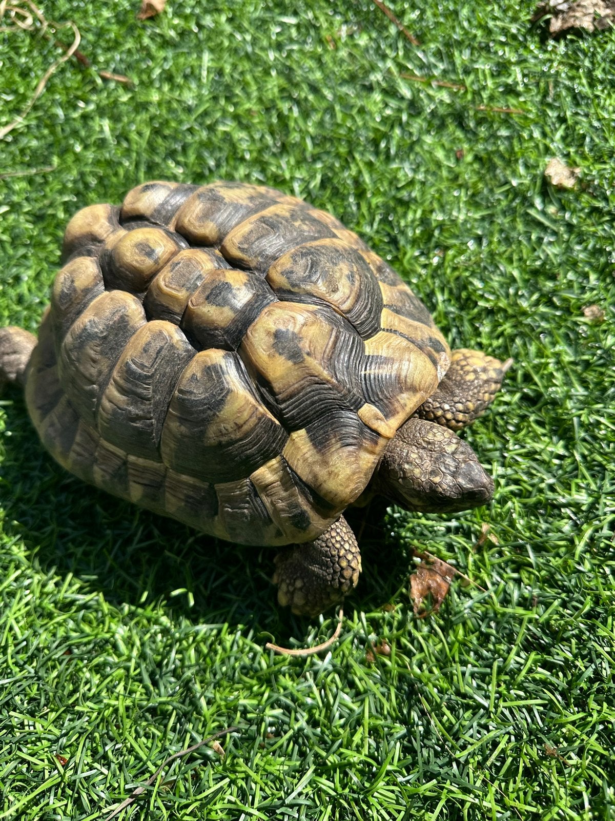 Griekse landschildpad (testudo hermanni) - man Tortoise - male for sale from Kees