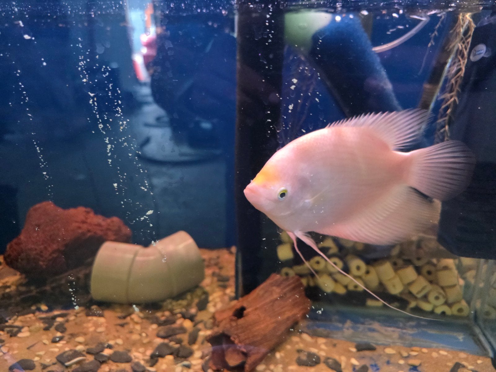 witte reuzen gourami, Dieren en Toebehoren, Vissen | Aquariumvissen, Vis