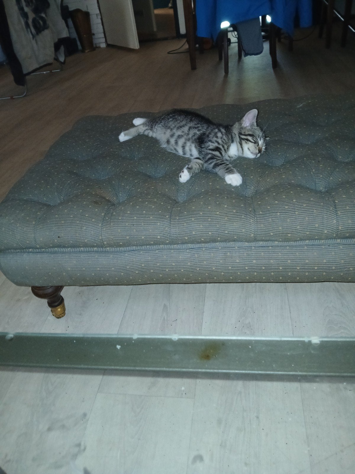 Kittens, Dieren en Toebehoren, Meerdere dieren, 0 tot 2 jaar
