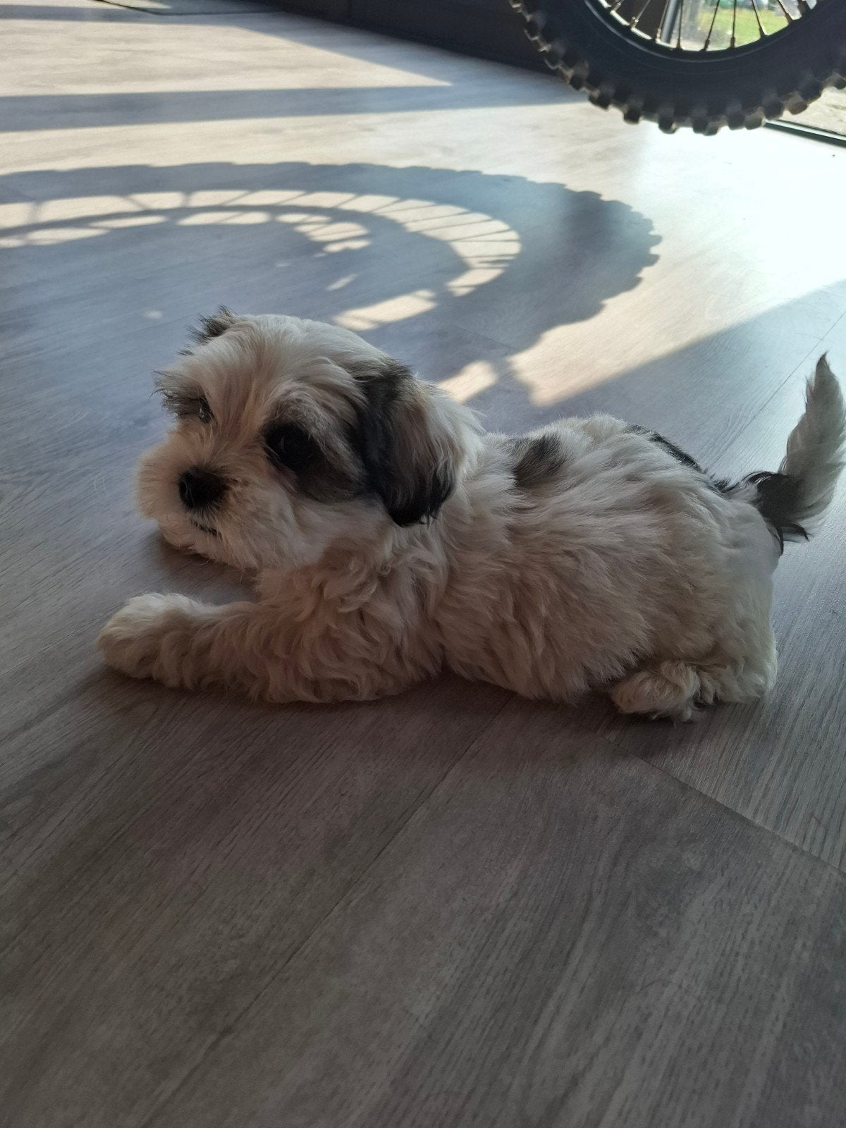 Laatste Maltezer Boomer pup, Dieren en Toebehoren, Honden | Chihuahua's en Gezelschapshonden, Maltezer, 8 tot 15 weken, Meerdere
