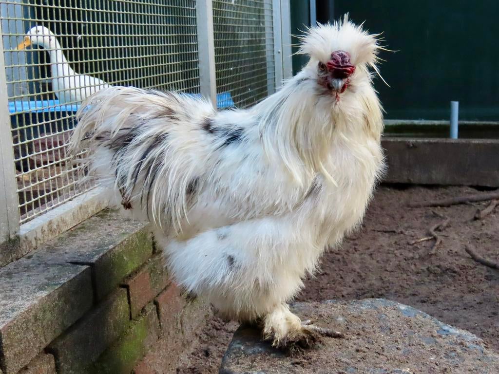 Johannes Verveer, Paint zijdehoen zonder baard, Dieren en Toebehoren, Pluimvee, Mannelijk, Kip