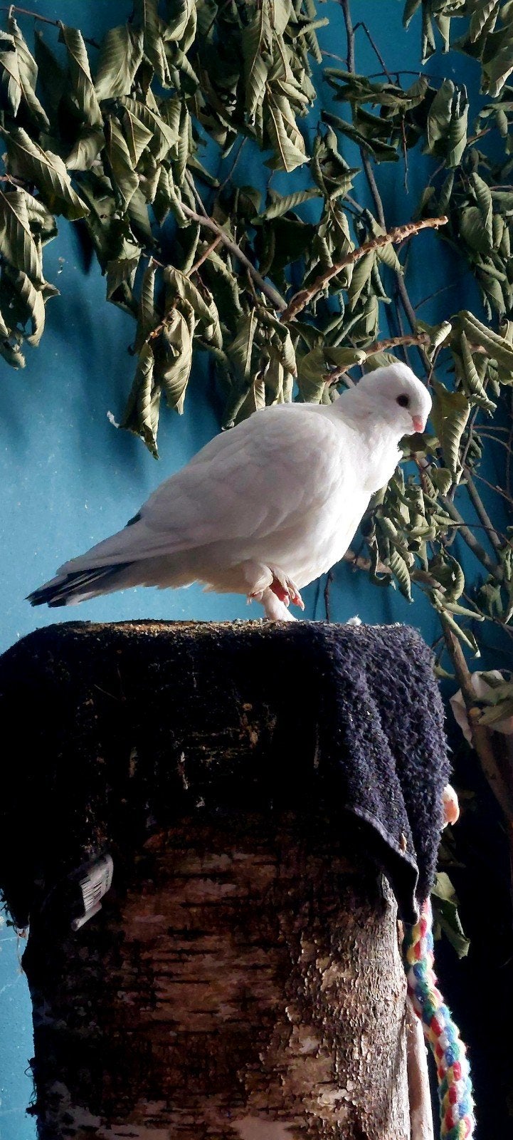 Oud Oosterse Meeuw doffer broedrijp, Dieren en Toebehoren, Mannelijk, Overige soorten