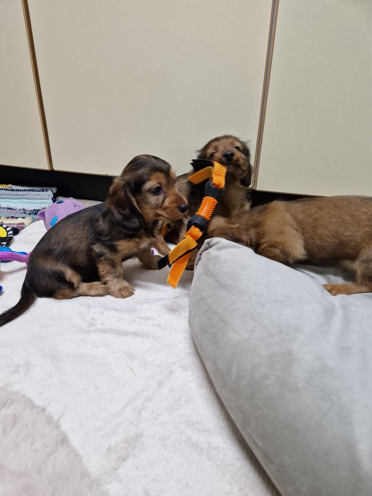 Leuke! Teckel kruising pups, Parvo, Nederland, 8 tot 15 weken, Meerdere