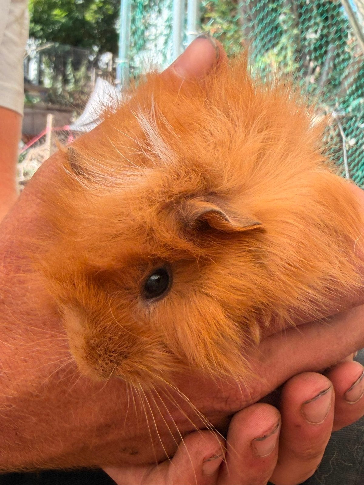 Jonge cavia-beertjes te koop!, Mei, Mannelijk, Cavia