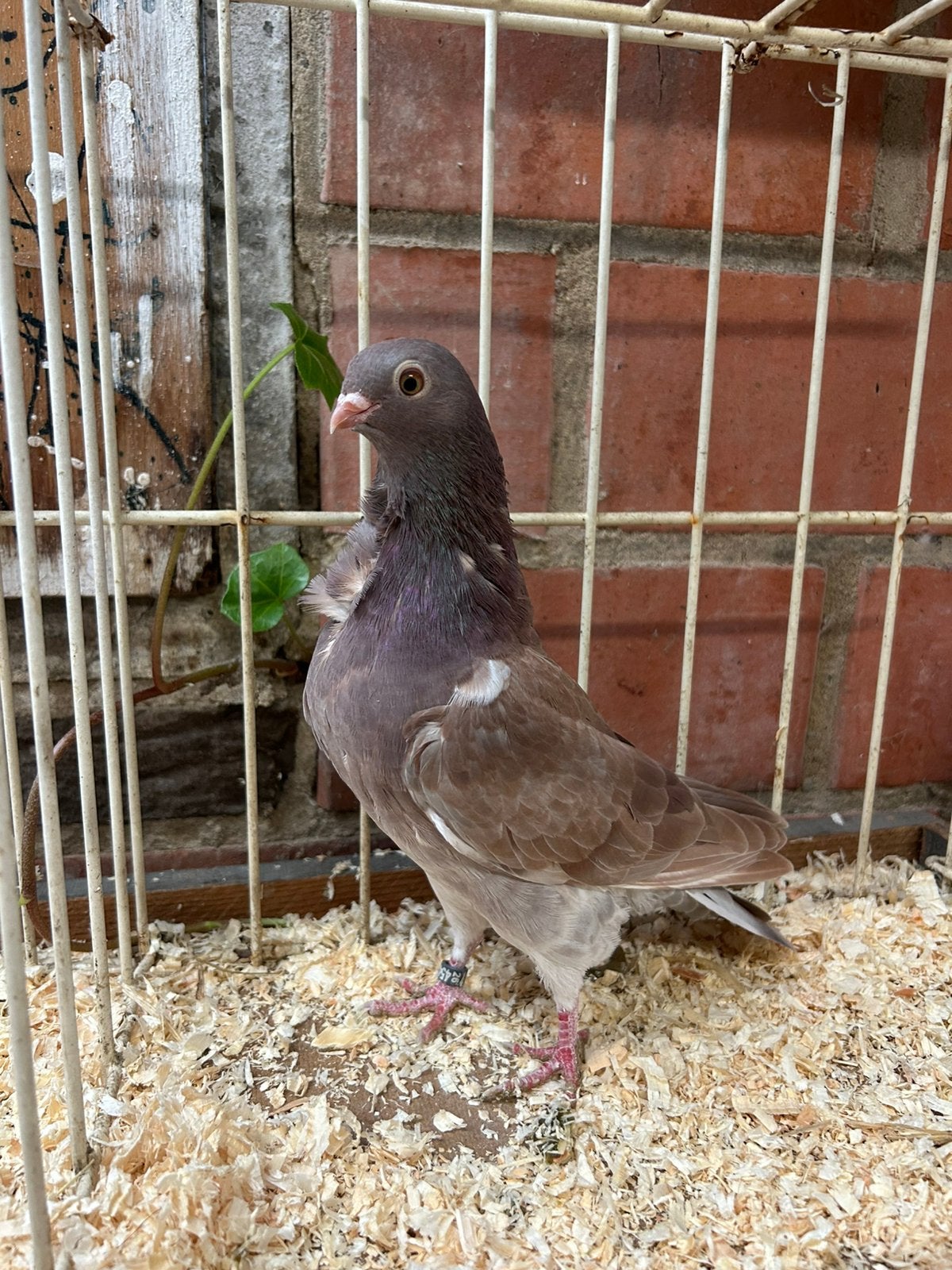Figurita’s, Dieren en Toebehoren, Geslacht onbekend, Overige soorten