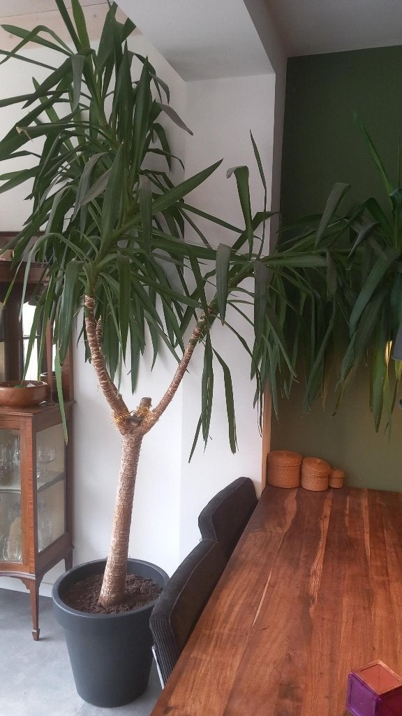 Grote Yucca plant in pot, Huis en Inrichting, Kamerplanten, Ophalen, 200 cm of meer, In pot, Yucca