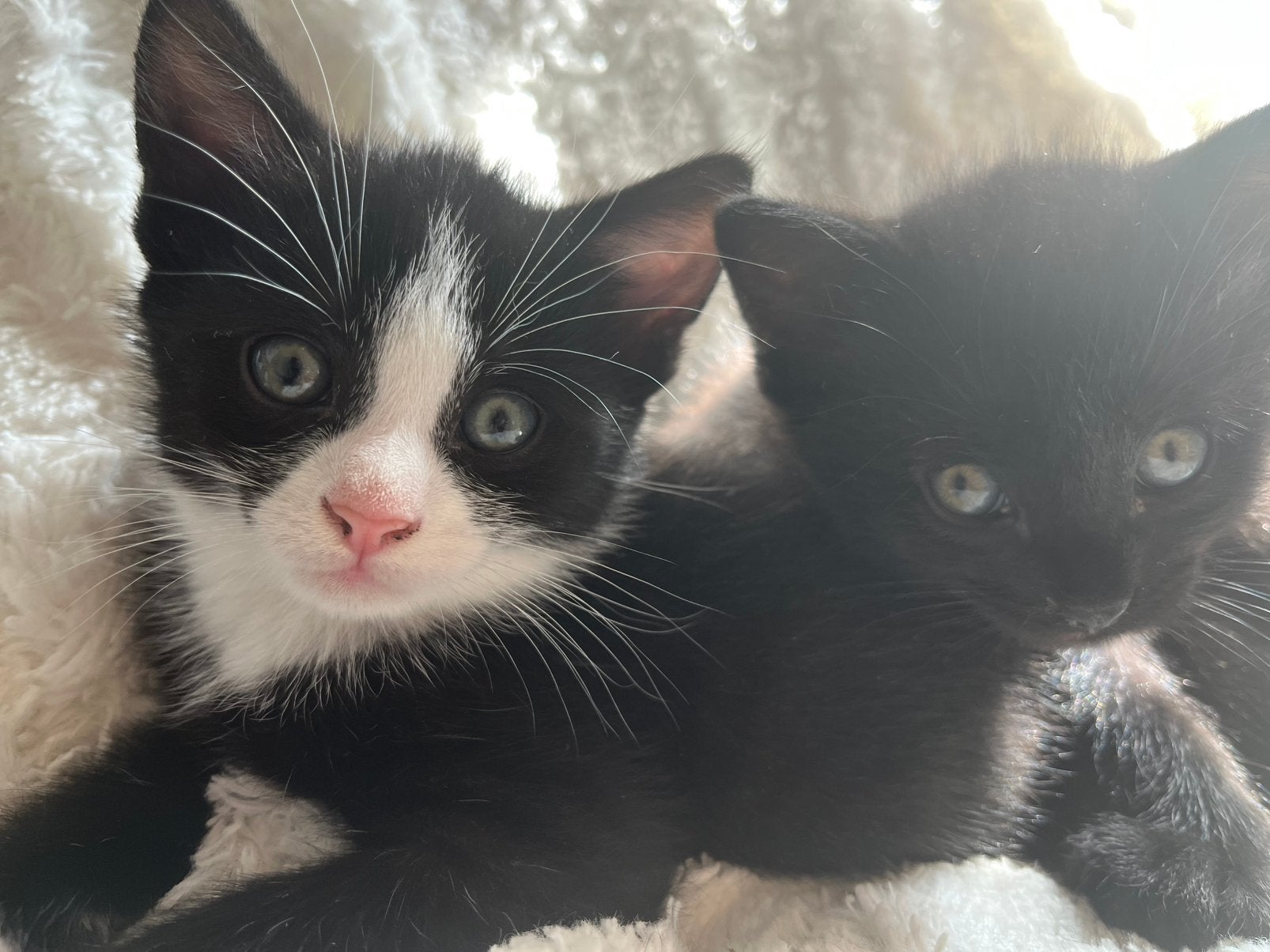 Kittens zoeken nieuw thuis, Dieren en Toebehoren, Meerdere dieren, Kortharig, 0 tot 2 jaar