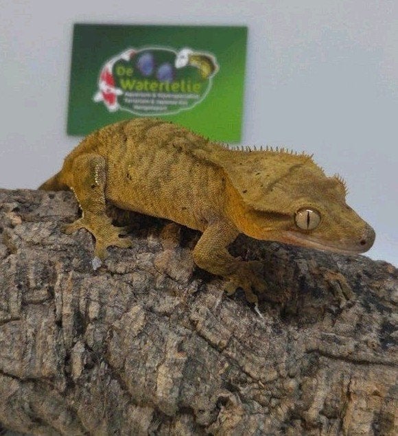 Wimpergekko vrouw 25% Korting

Mooie en gezonde vrouwlijke g Crested Gecko - female for sale from De Waterlelie BV