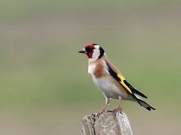 Bloemputter 2025, Mannelijk, Wildzangvogel, Geringd