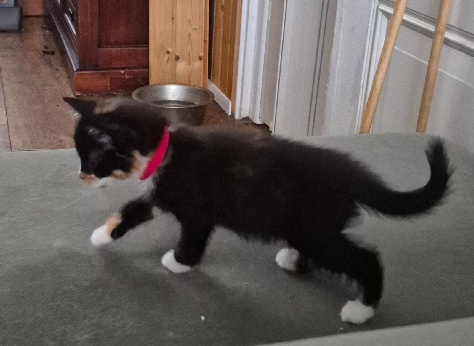 Kittens xl Maine coon europese korthaar, Dieren en Toebehoren, Katten en Kittens | Raskatten | Langhaar, Meerdere dieren, Gechipt
