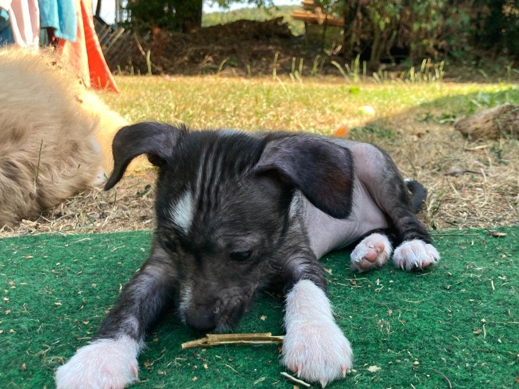 Prachtige Chinese naakthond puppies, Parvo, Overige rassen, 8 tot 15 weken, Meerdere