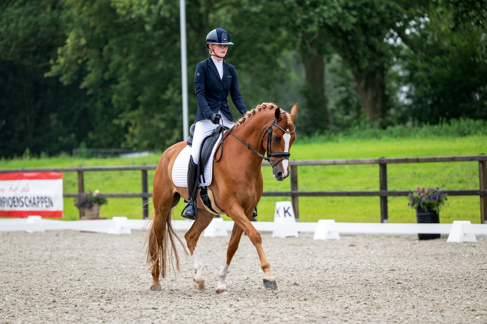Vos ruin e pony, Dieren en Toebehoren, E pony (1.48m - 1.57m), Ruin, Dressuurpony, 3 tot 6 jaar