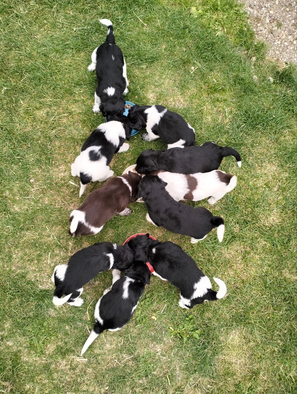 Friese Stabij Pups, Dieren en Toebehoren, Parvo, Overige rassen, 8 tot 15 weken, Meerdere