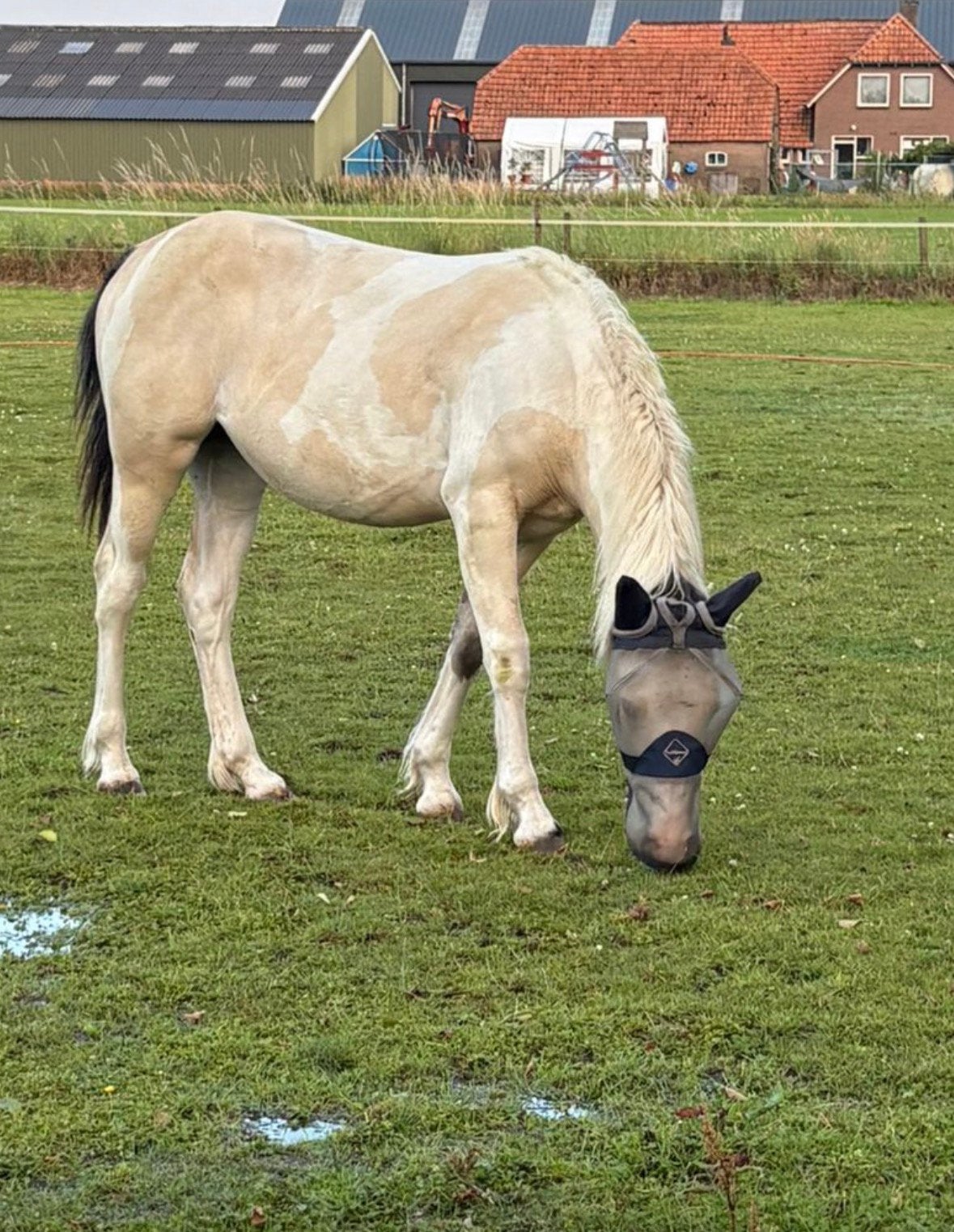 Een hele gave 2 jarige merrie Tinker x Haflinger Valk bont, Niet van toepassing, 0 tot 2 jaar, Recreatiepony, Merrie