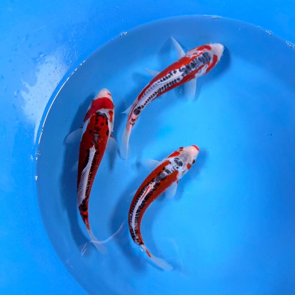 Shusui Tosai | 20-25cm | Kawakami | Japan koi, Dieren en Toebehoren, Karper of Koi