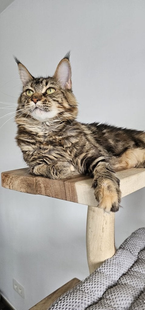 Herplaatsing Maine Coon poes met stamboom – volledig getest, Poes, Met stamboom, 3 tot 5 jaar